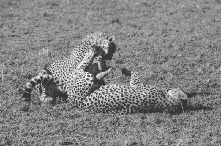 serengeti-cheetahs-09
