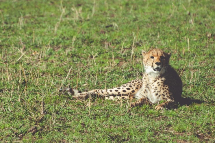 serengeti-cheetahs-20