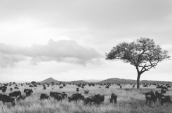 serengeti-south-057