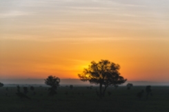 serengeti-south-060