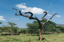 serengeti-south-069