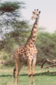 serengeti-south-071