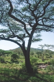 serengeti-south-072