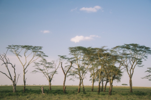 serengeti-south-098
