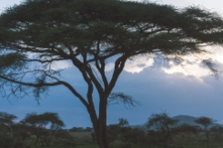 serengeti-south-106